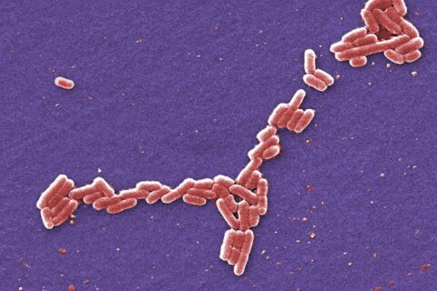 Five people hospitalized in E. coli outbreak at the University of Arkansas