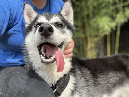 <p>Meet Fuzz Aldrin!</p>
<p>Are you ready for a furry friend with as much energy as a rocket launch? Look no further than Fuzz Aldrin, who is here to bring adventure and excitement into your life.</p>
<p>Fuzz is more than just a fluffy face — he&#8217;s a bundle of affection waiting to shower you with love. Whether playing fun games or curling up on the couch for some quality lap time, Fuzz will be your go-to companion.</p>
<p>A true zoomie king, Fuzz is always up for a thrilling run. He’d thrive with a family who has an active lifestyle. Say goodbye to couch potato days — Fuzz will inspire you to embrace the great outdoors and make every day an adventure.</p>
<p>Ready to launch into a world of excitement and love? Blast off with Fuzz Aldrin today and learn more by visiting <a href="http://www.humanerescuealliance.org/adopt" target="_blank" rel="noopener">www.humanerescuealliance.org/adopt</a>.</p>
