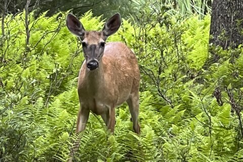 How National Park Service’s deer management program is helping DC-area food banks