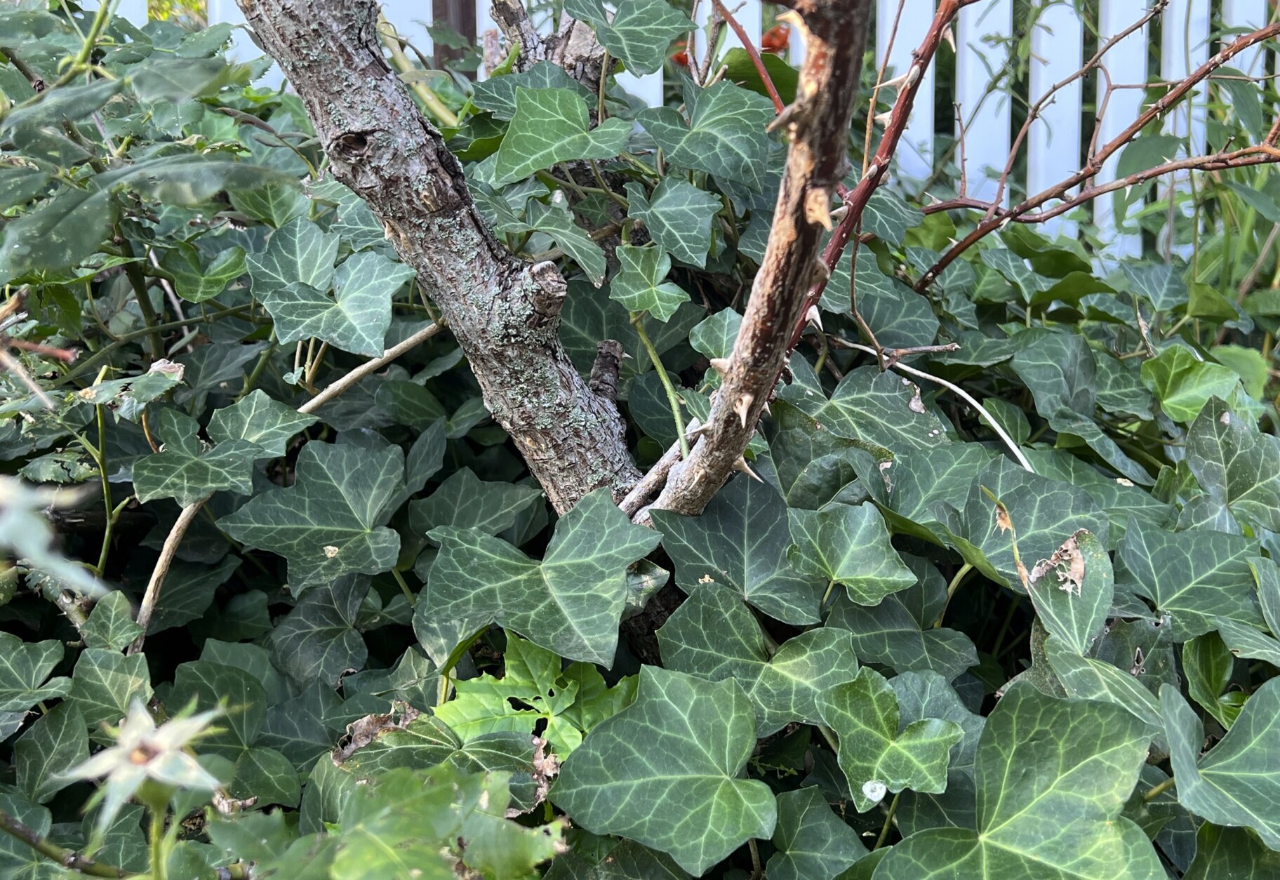 Invasive and ubiquitous, English ivy can hurt trees and plants ...