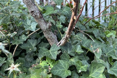 Invasive and ubiquitous, English ivy can hurt trees and plants. Removing it isn't easy