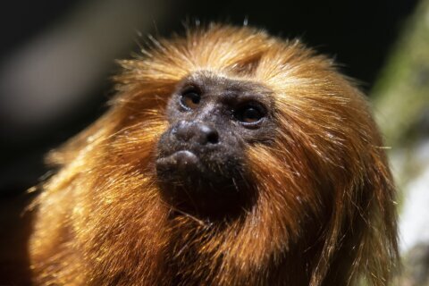 Once nearing extinction, Brazil’s golden monkeys have rebounded from yellow fever, scientists say