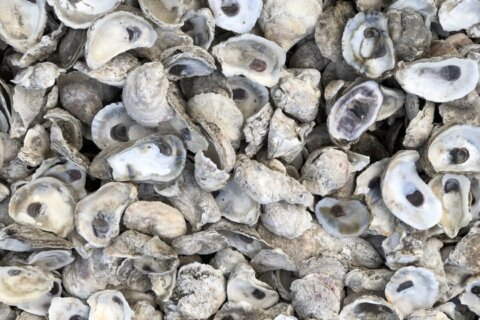 National Oyster Week celebrates eating and restoring population in the Chesapeake Bay
