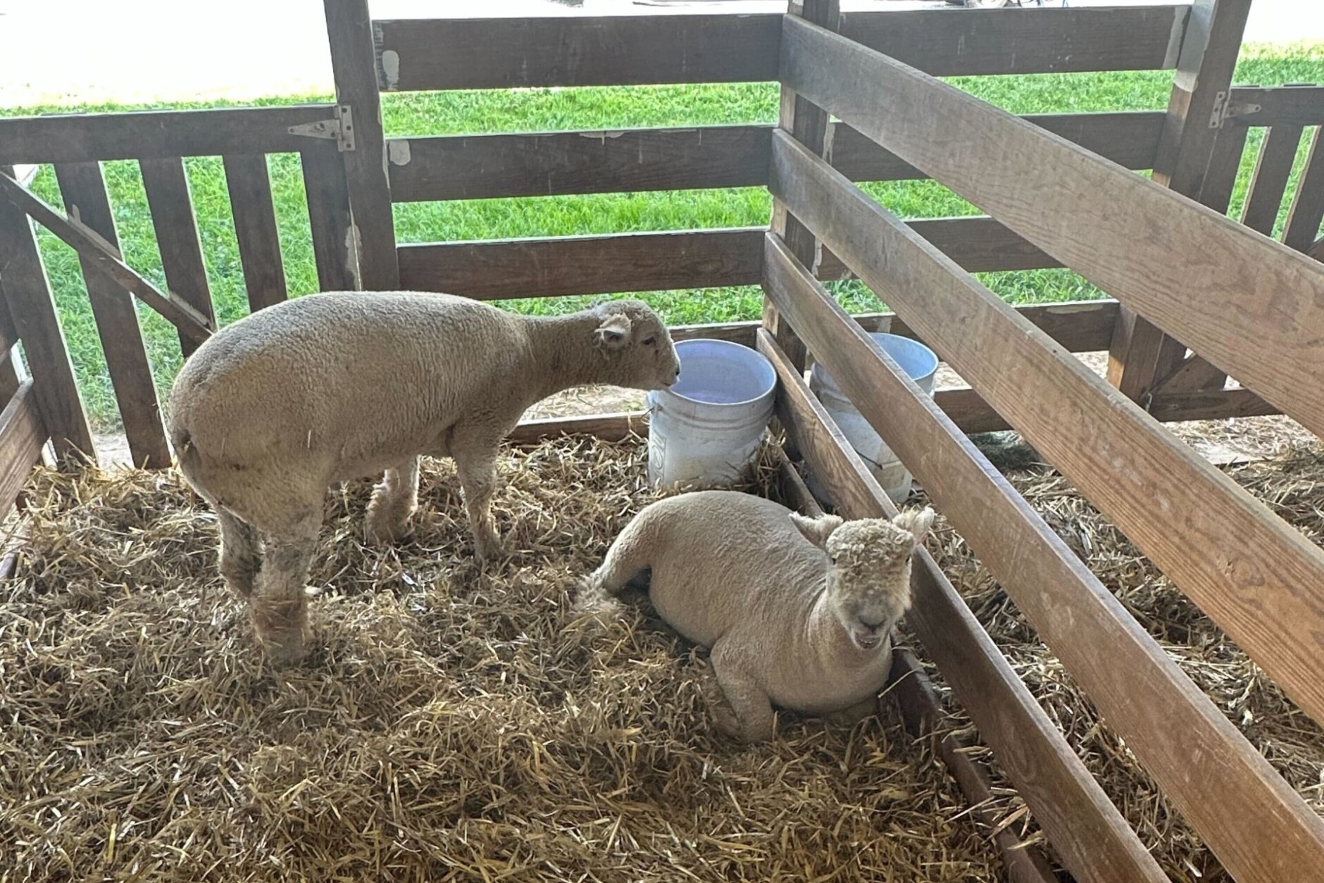Sheep at the Montgomery County Agriculture Fair (WTOP/Matt Kaufax)