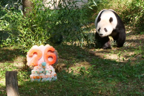 Tears and cheers for a giant panda’s last birthday in DC