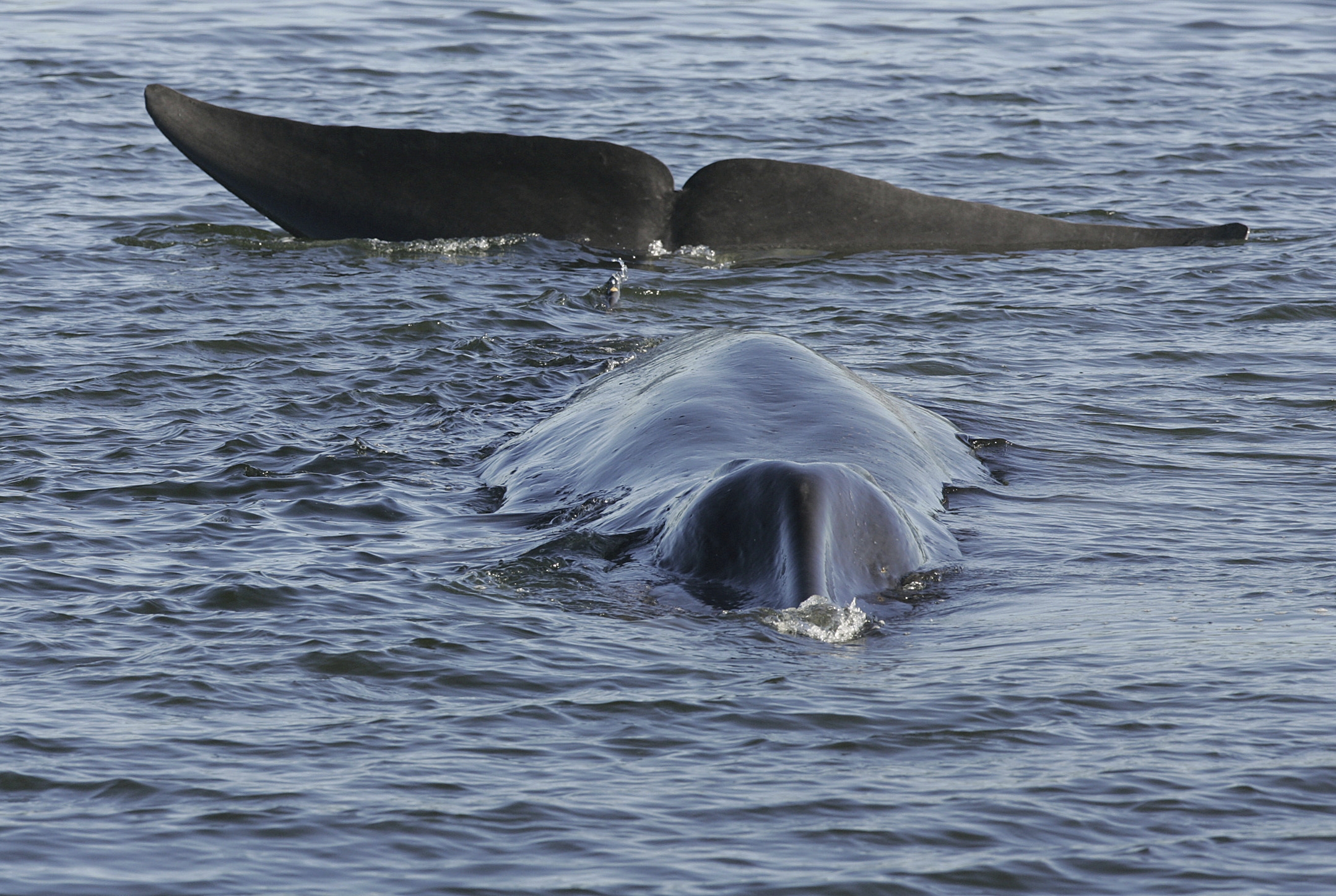 iceland-says-commercial-whaling-can-resume-after-temporary-ban-wtop-news