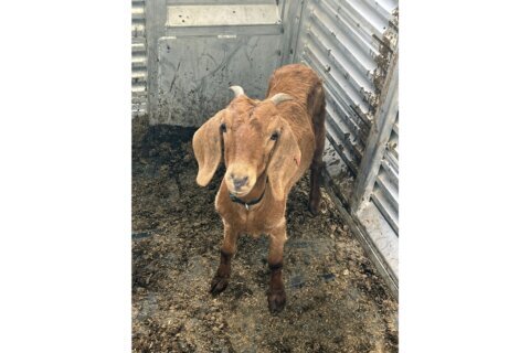 Willy the Texas rodeo goat, on the lam for weeks, has been found safe