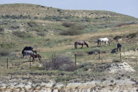 Wild horses that roam Theodore Roosevelt National Park may be removed. Many oppose the plan