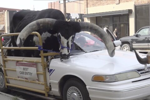 Police stop Nebraska man for bucking the law with a bull riding shotgun in his car