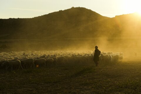 AP PHOTOS: A shepherd keeps up the ancient rite of guiding sheep across northern Spain