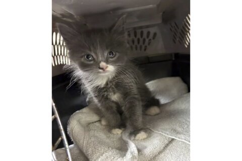 Connecticut kitten mystery solved, police say: Cat found in stolen, crashed car belongs to a suspect