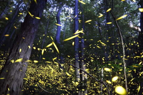 Light pollution is killing the vibe for courting fireflies