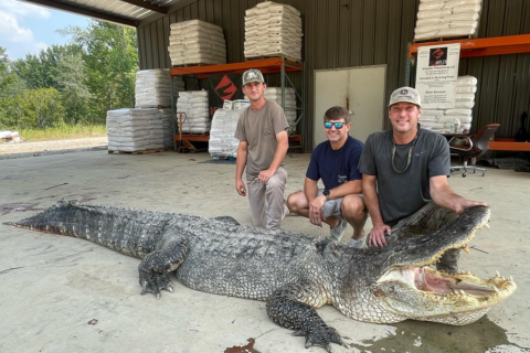 Massive record-breaking alligator captured in Mississippi