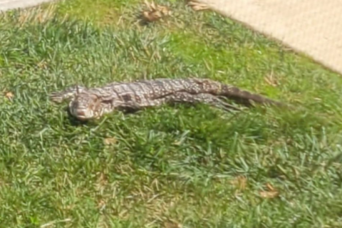 Residents of a Md. apartment thought they saw an alligator. It turned out to be some kind of lizard