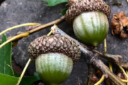 Nuts about acorns: Maryland's Department of Natural Resources wants your acorns