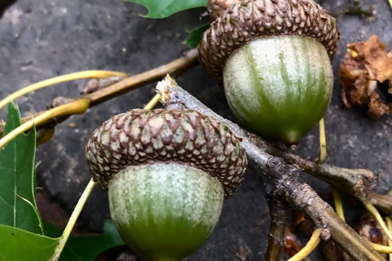 Nuts about acorns: Maryland's Department of Natural Resources wants your  acorns - WTOP News