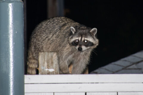 Authorities in Falls Church looking for driver who may have handled raccoon with rabies