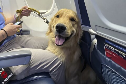 Puppies training to be future assistance dogs earn their wings at Detroit-area airport
