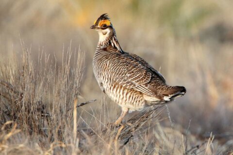 Biden vetoes two Republican-led bills to undo protections for prairie chicken and northern bat
