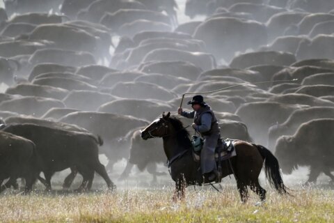 Rounded up! South Dakota cowboys and cowgirls rustle up hundreds of bison in nation’s only roundup