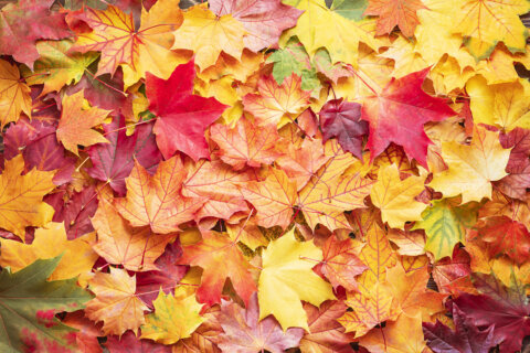 How to take in the fall foliage without the hidden dangers of ‘leaf peeping’