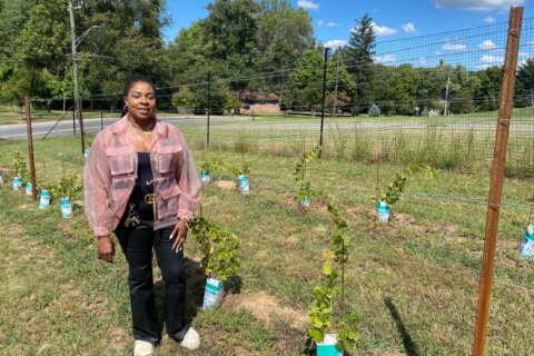 African-born vintner ready to bring her vino to the drinking masses in Maryland