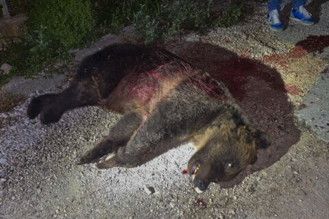 Shooting of a brown bear leaves 2 cubs motherless and sparks outrage in Italy