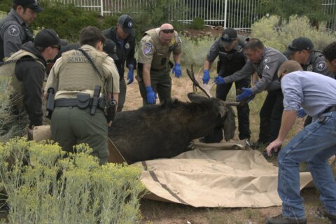 Wandering bull moose is captured in downtown Santa Fe, moved to habitat in northern New Mexico