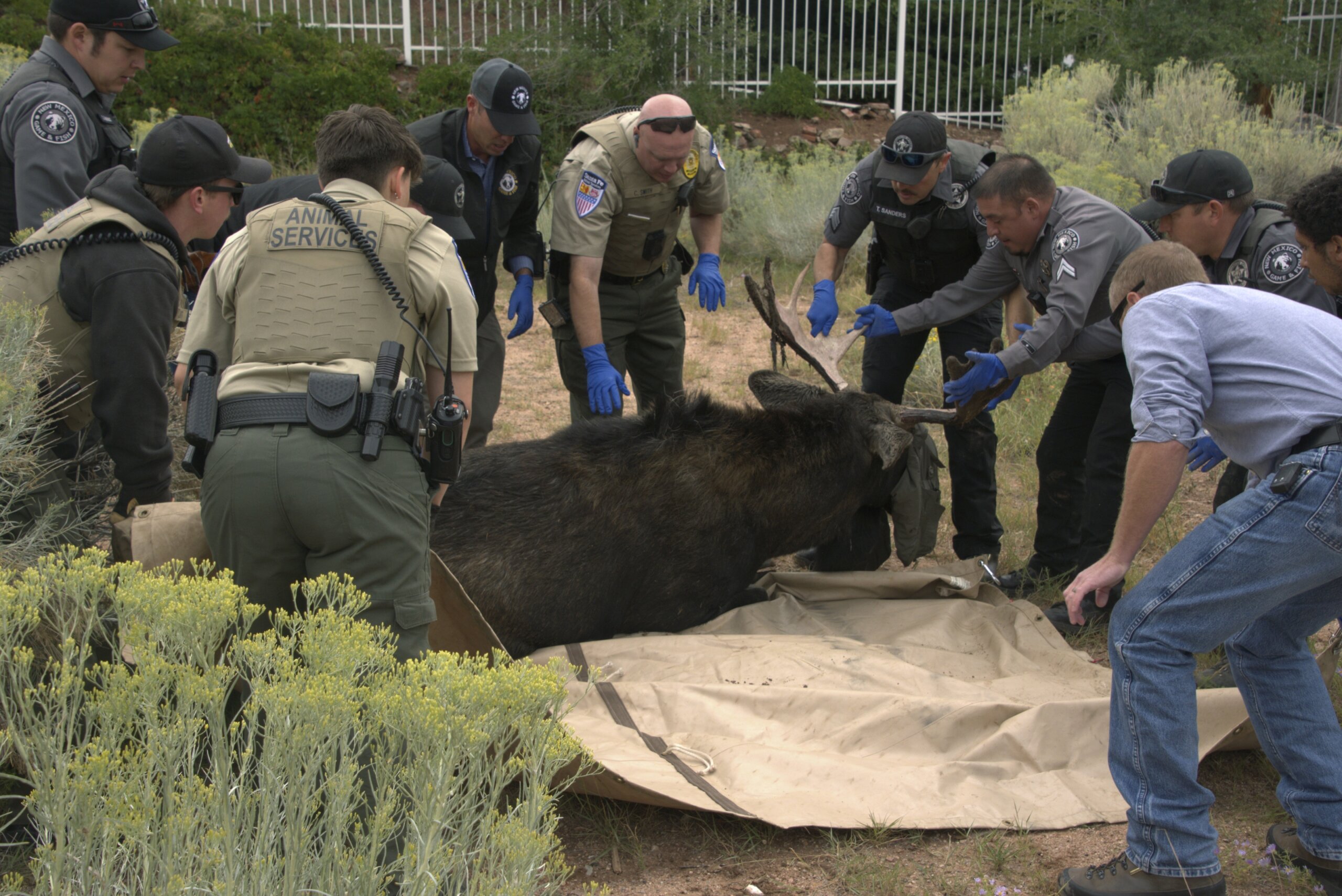 Wandering bull moose is captured in downtown Santa Fe, moved to habitat
