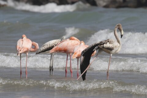 Flamingos in Wisconsin? Tropical birds visit Lake Michigan beach in a first for the northern state
