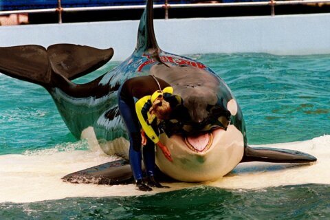 Dolphin that shared a tank with Lolita the orca at Miami Seaquarium moves to SeaWorld San Antonio