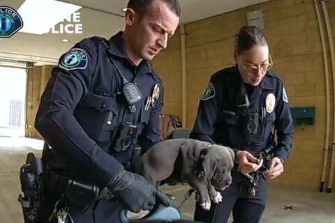 Overdose-reversing drug administered to puppy after possible fentanyl exposure in California