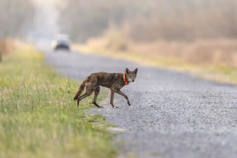 Endangered red wolf can make it in the wild, but not without `significant’ help, study says