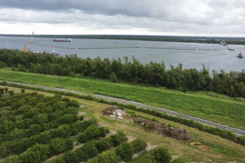 Louisiana citrus farmers are seeing a mass influx of salt water that could threaten seedlings