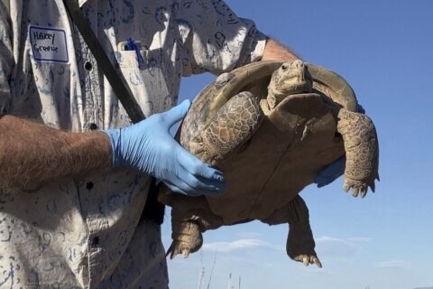 Biologists in slow and steady race to help North America’s largest and rarest tortoise species
