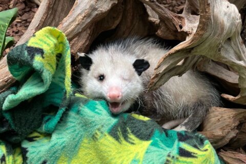 Virginia opossum named Basil finds new home at National Zoo