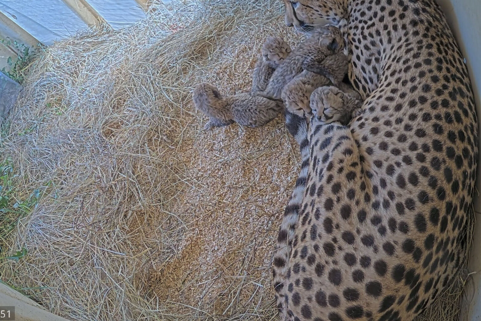 在弗吉尼亚州史密斯佛罗伊尔的史密斯佛罗伊尔动物园校区诞生了5只猎豹幼崽