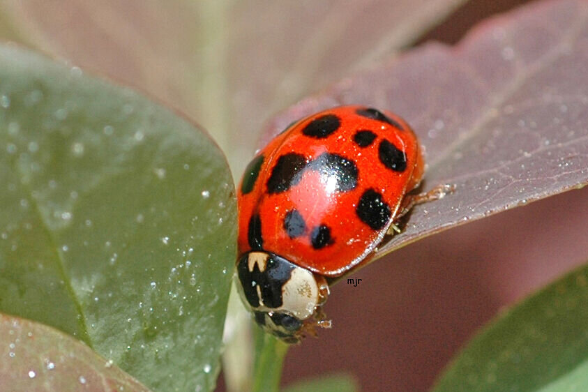 Why Lady Bugs Around Your Home Can Be A Big Problem