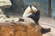 PHOTOS: Panda Palooza bids farewell to National Zoo pandas on its last day