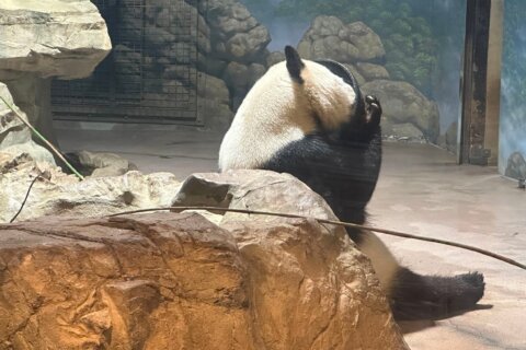 Panda Palooza kicks off at National Zoo, marking start of giant goodbye to DC’s 3 giant pandas