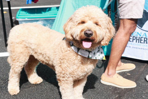 Leesburg Pet Festival hosts doggy talent show, obstacle course