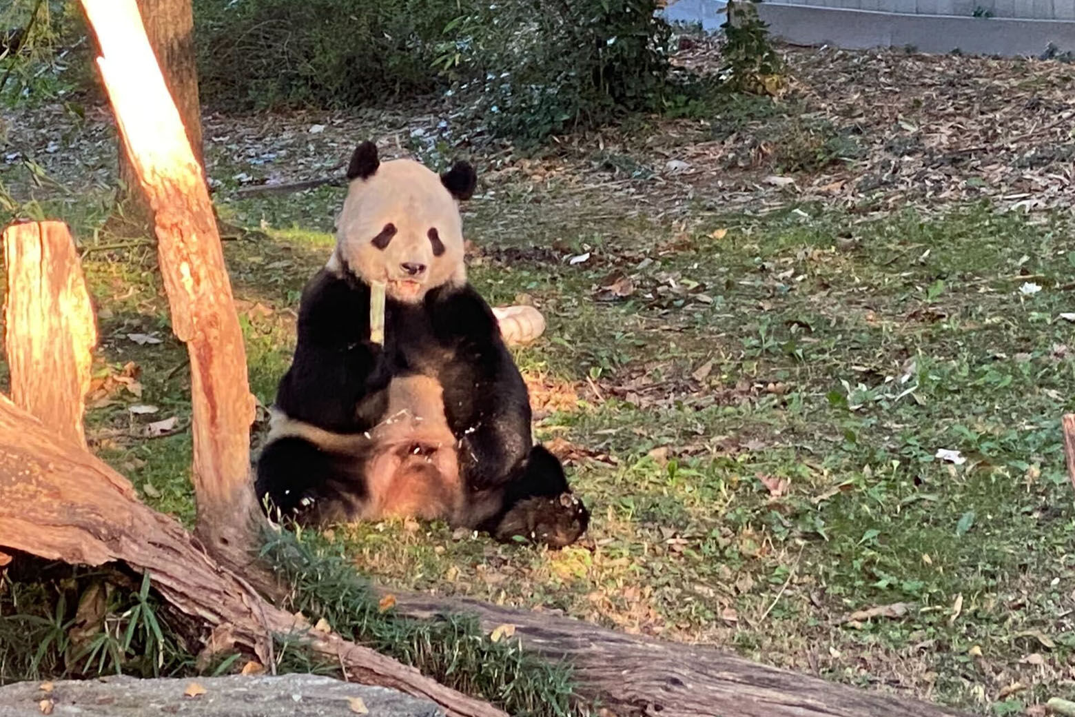 大熊猫计划于11月中旬离开国家动物园