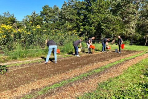 Alexandria farm looks for volunteers to aid with harvest season