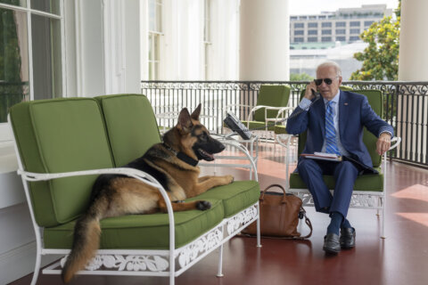 Biden’s dog Commander no longer at White House after biting incidents