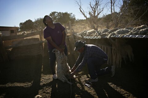 Navajo sheep herding at risk from climate change. Some young people push to maintain the tradition