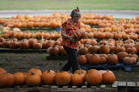 How extreme weather in the US may have affected the pumpkins you picked this year for Halloween