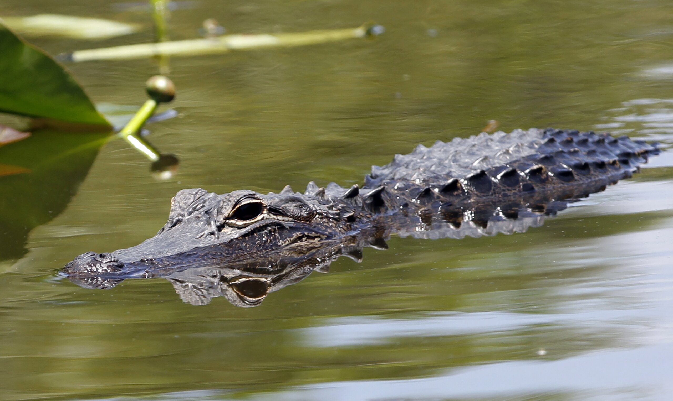 First ever Florida Man games will feature beer belly wrestling and ...