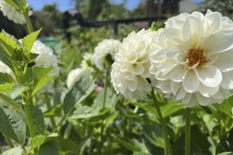 Plan now for a dahlia garden next year, and don’t be intimidated
