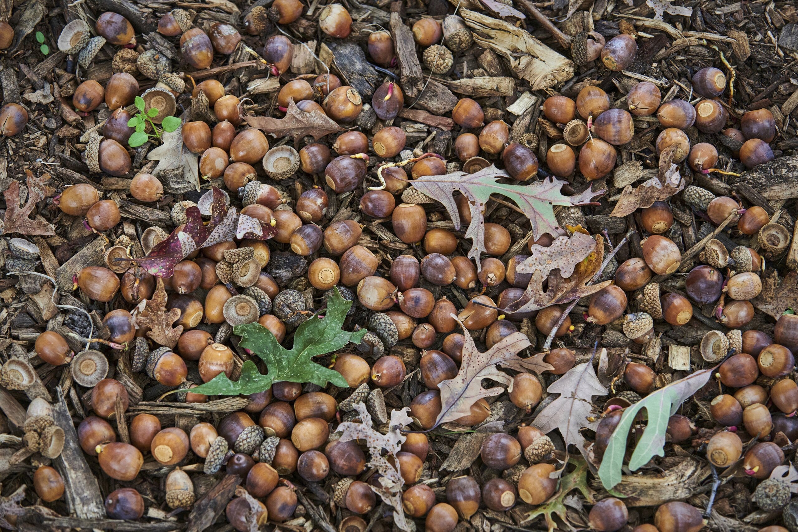 DC offers opportunity for eating acorns in Foggy Bottom – WTOP News