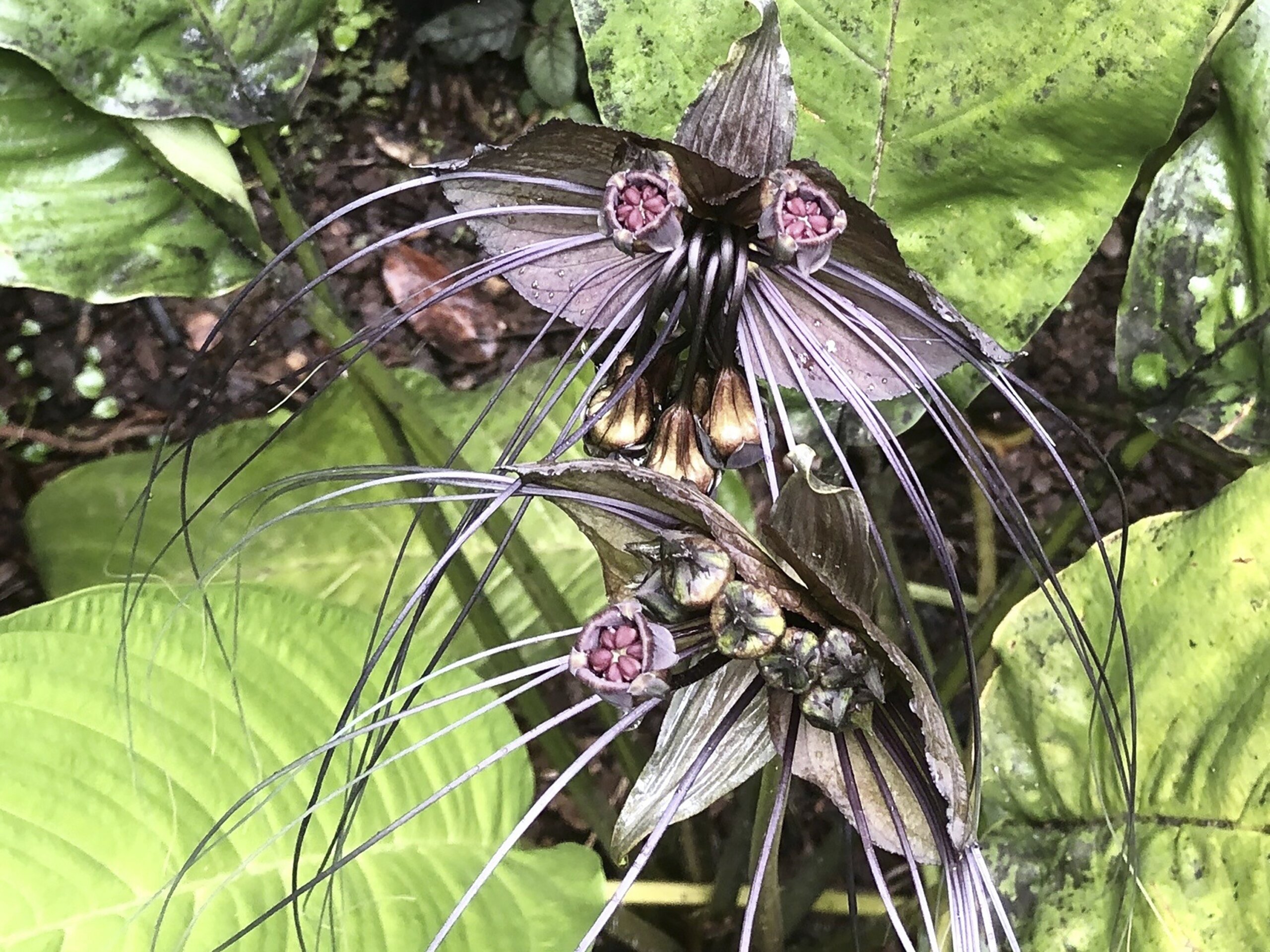 Spooky plants for Goth gardens - WTOP News